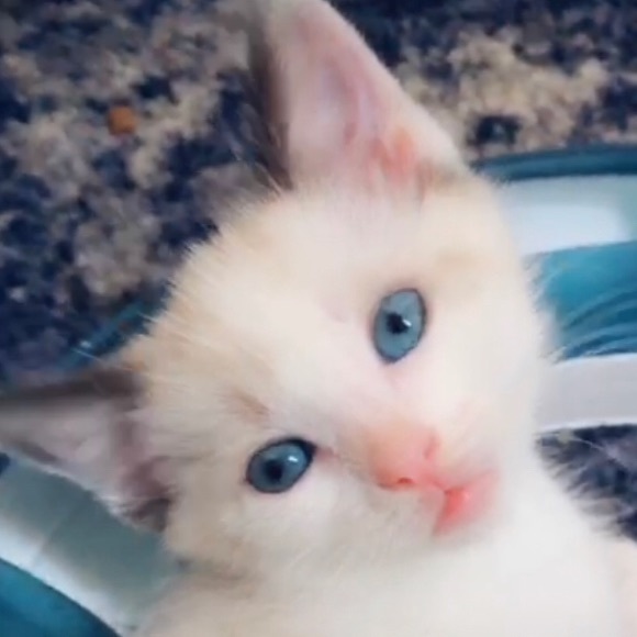 Meet your Posher, Joey - Picture 1 of 1